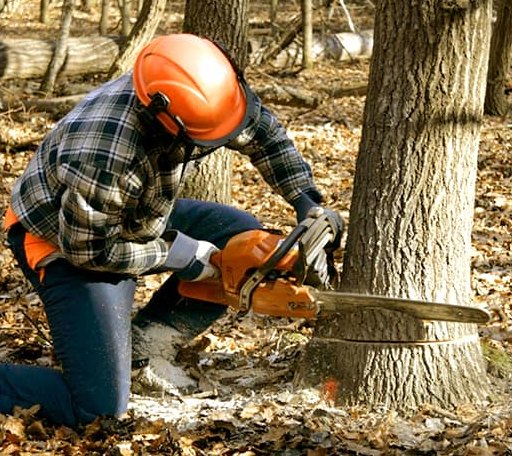Tree Removal in Mascot, TN